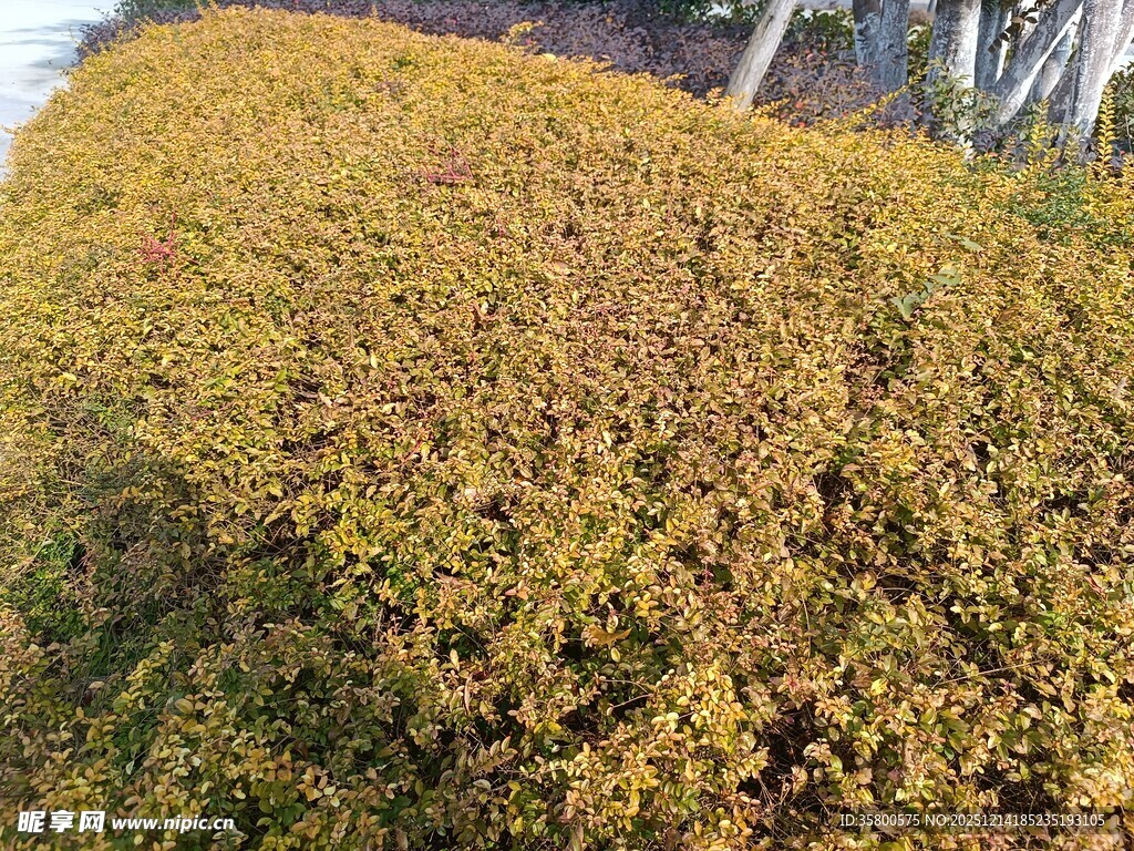 金黄繁茂的低矮灌木丛