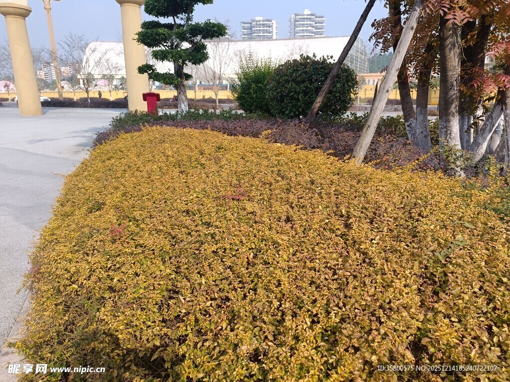 金黄灌木丛景观