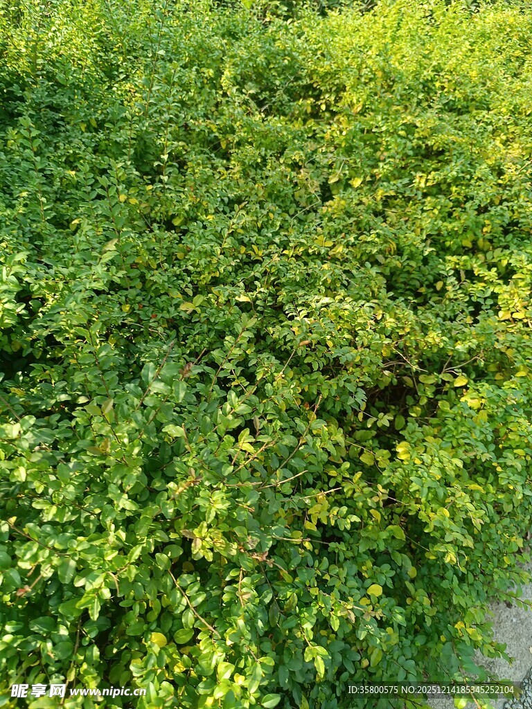 翠绿繁茂的灌木丛