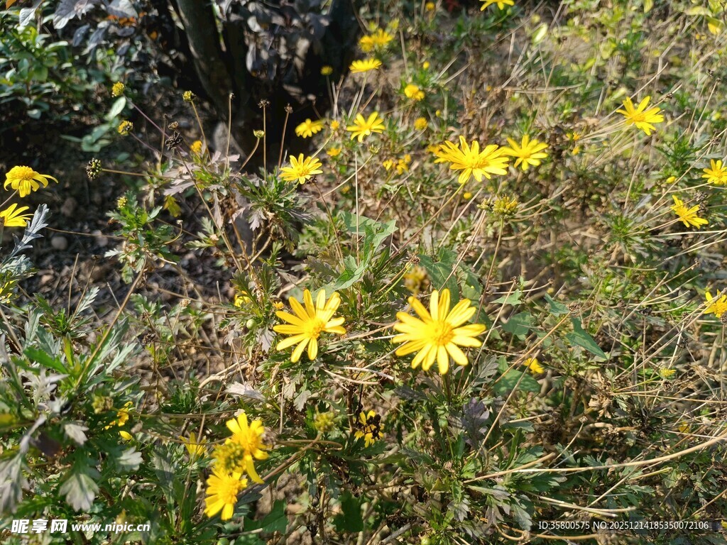 野外绽放的黄色小花