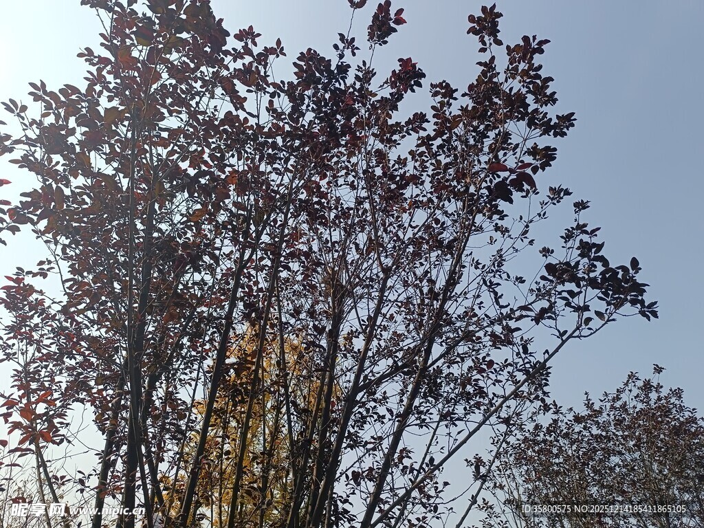 阳光下的红叶树