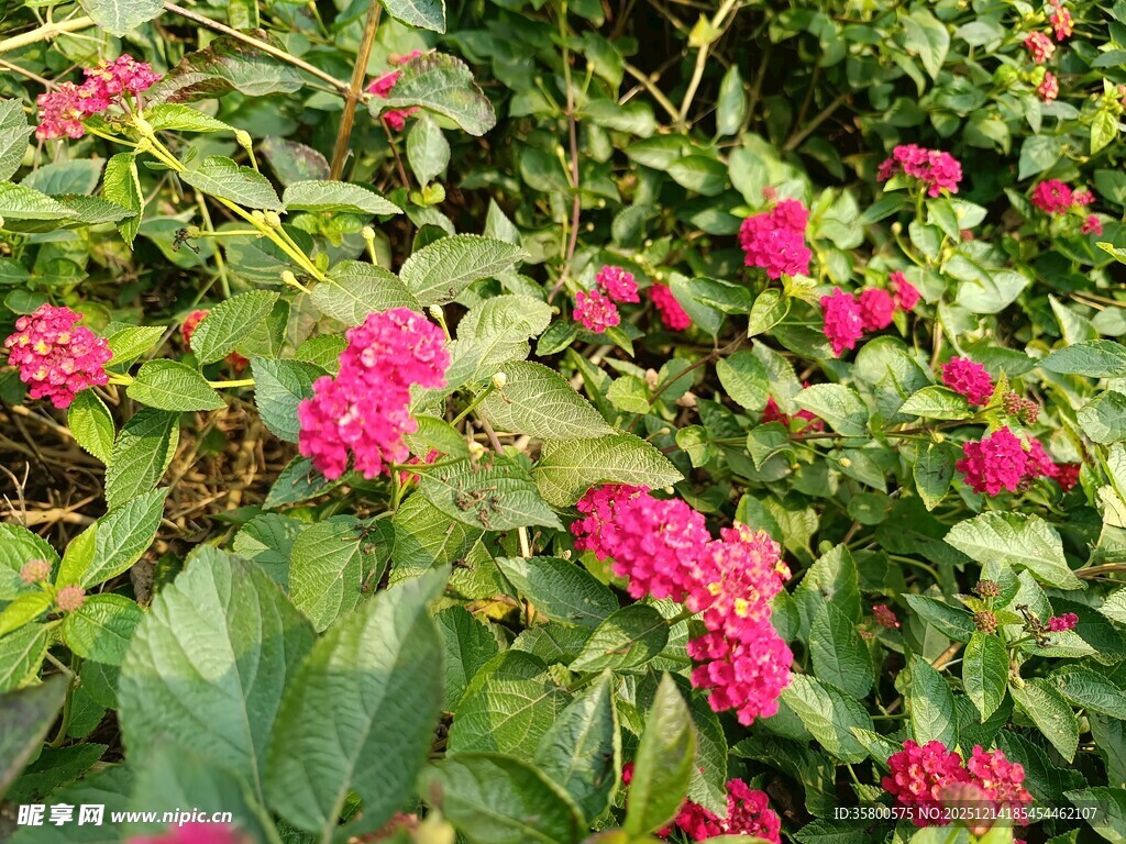 鲜艳玫红花朵绽放绿叶间