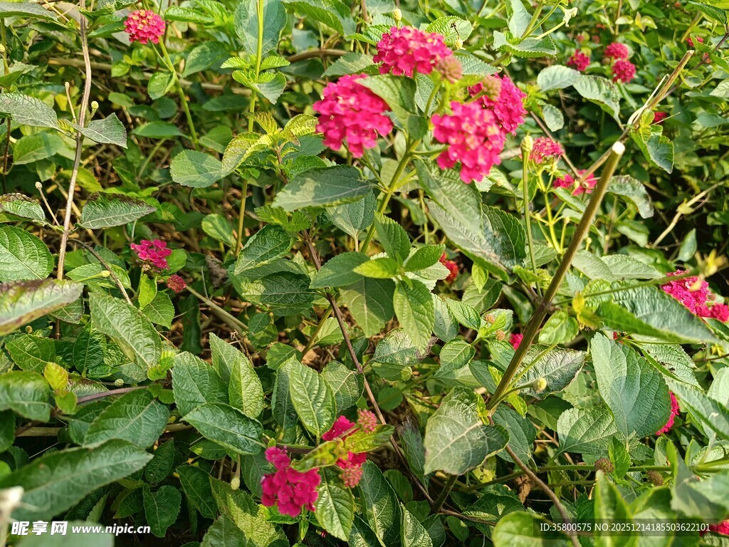 鲜艳花丛中的美丽景致