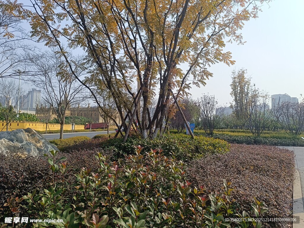 乡村路旁树木与繁茂植被