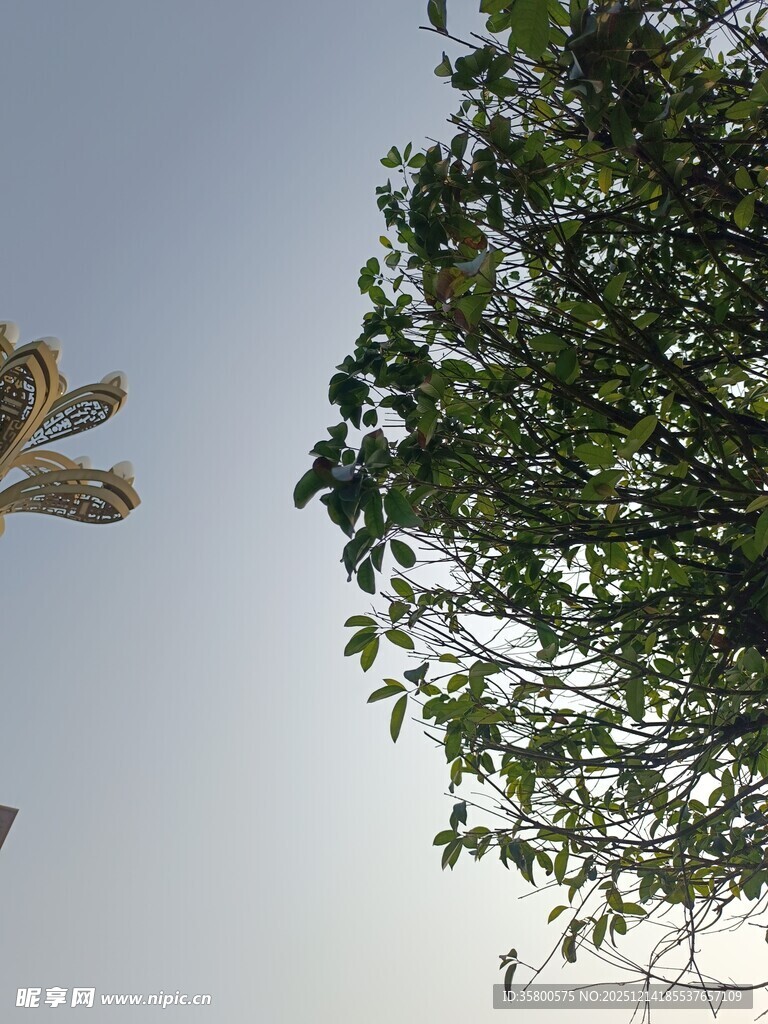 白鸽飞翔于绿树蓝天间