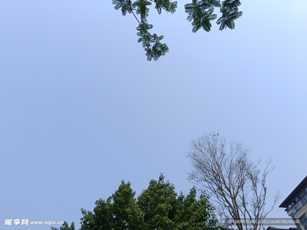 仰视绿树蓝天景致