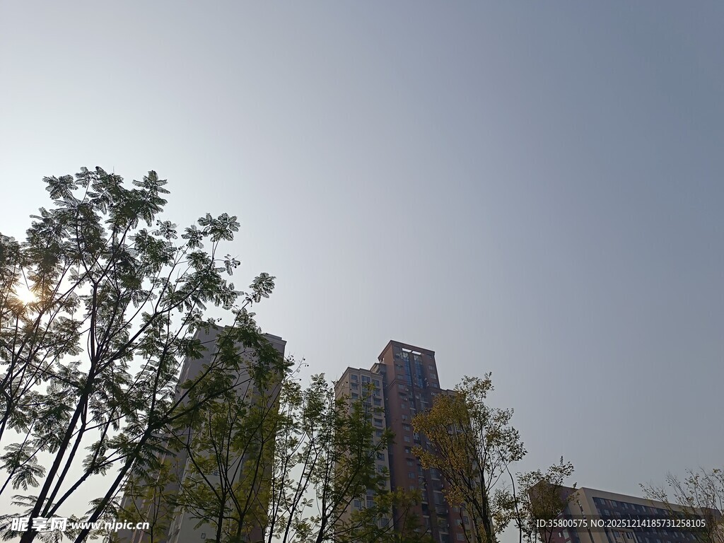 阳光下的城市树木景观