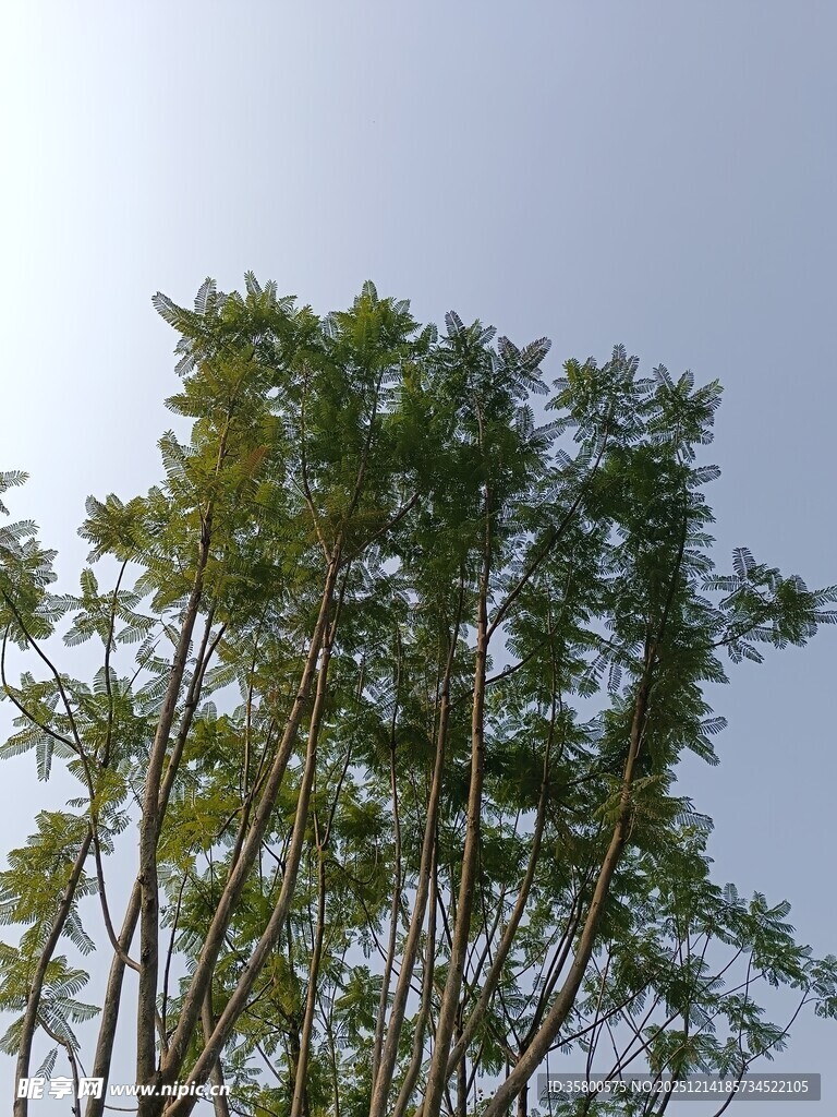 蓝天映衬下的葱郁树木