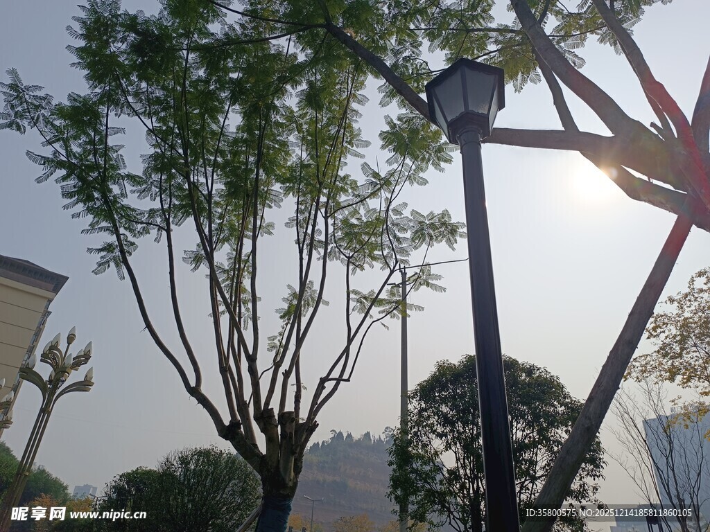 户外阳光下的树木与路灯