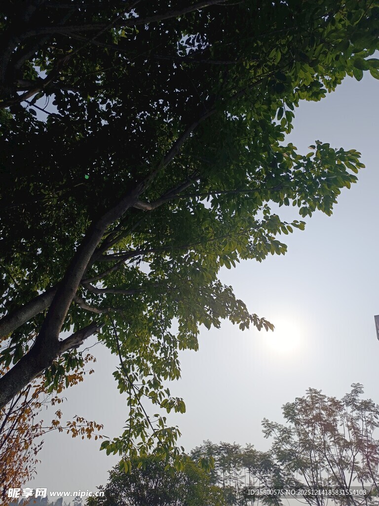 透过枝叶见天空