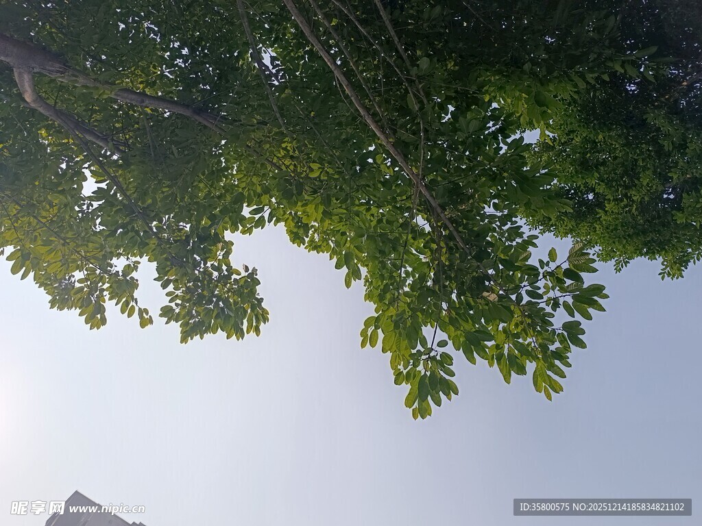 仰视绿树蓝天的清新景象