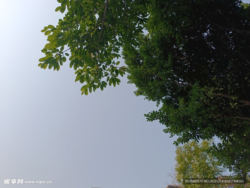 仰视绿树与灰白天空