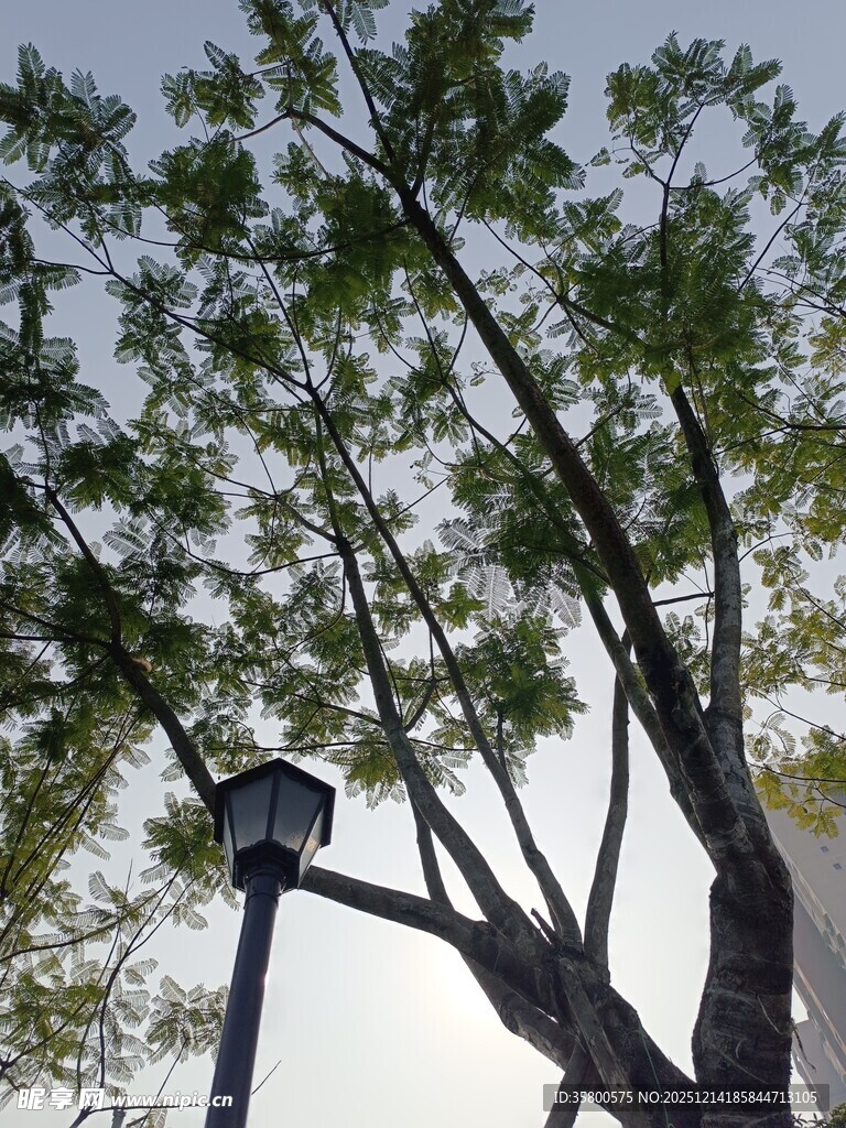 阳光下的路灯与绿树