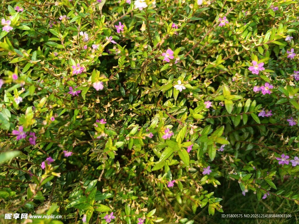 绿叶间绽放的紫色小花