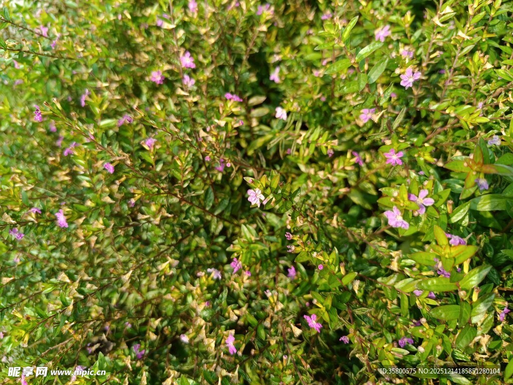 繁茂绿植中的紫色小花