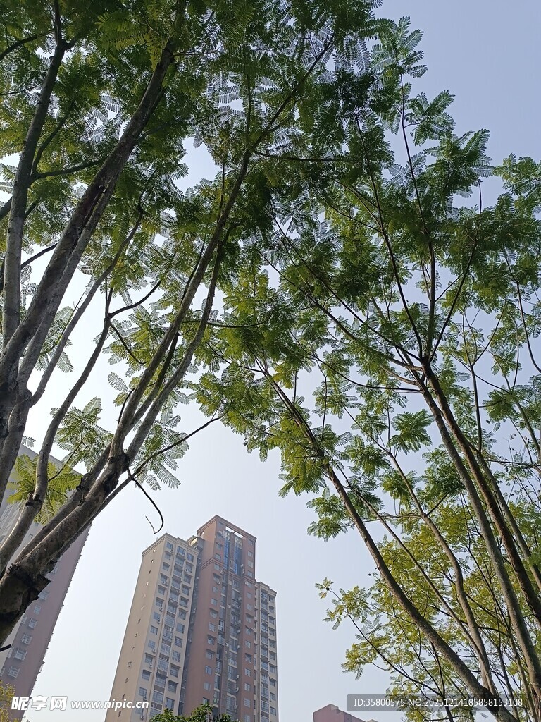 城市中树木与高楼相映