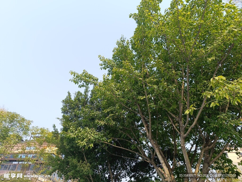 阳光下的葱郁绿树