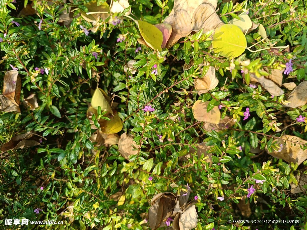 绿叶间的多彩果实