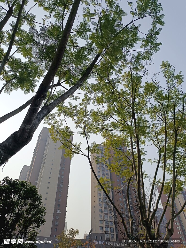 城市中树木与高楼景观
