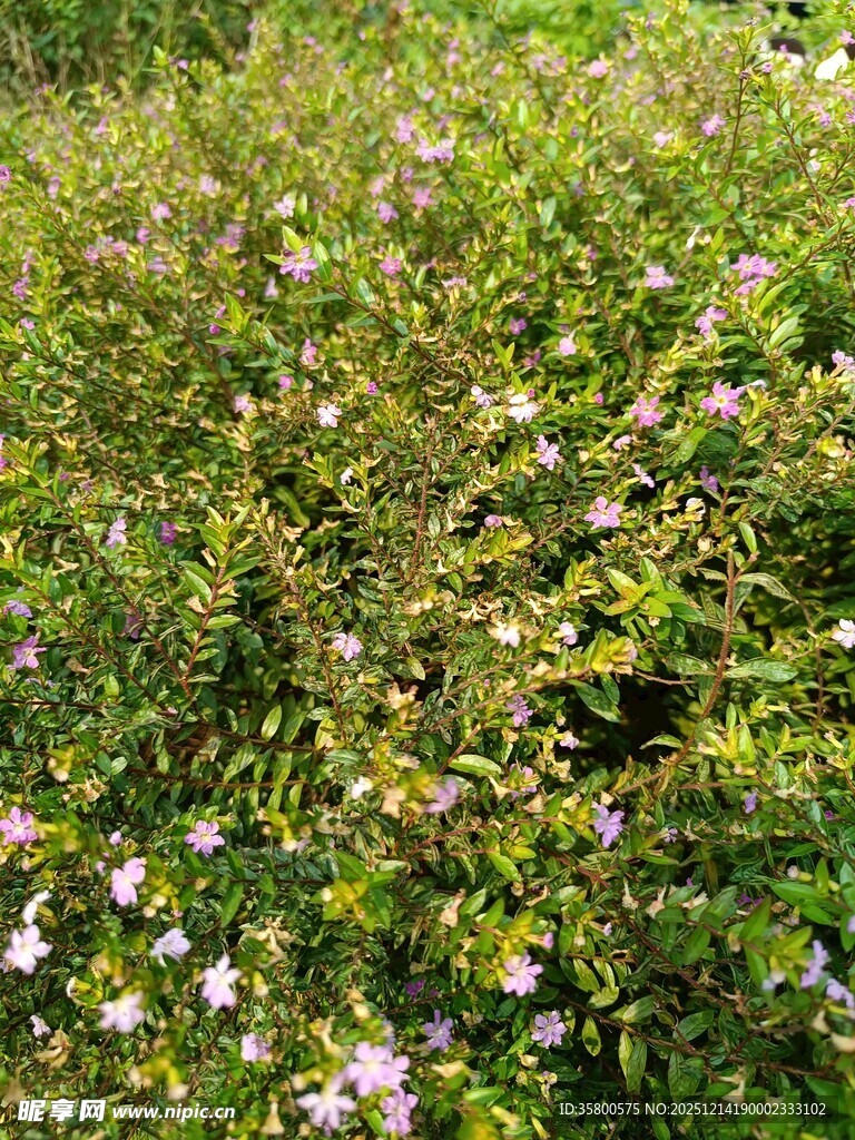 繁茂花丛中的粉色小花