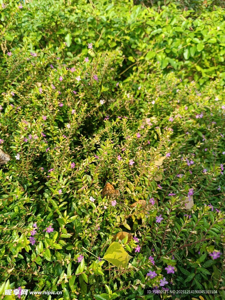 田野中的繁茂花草景观