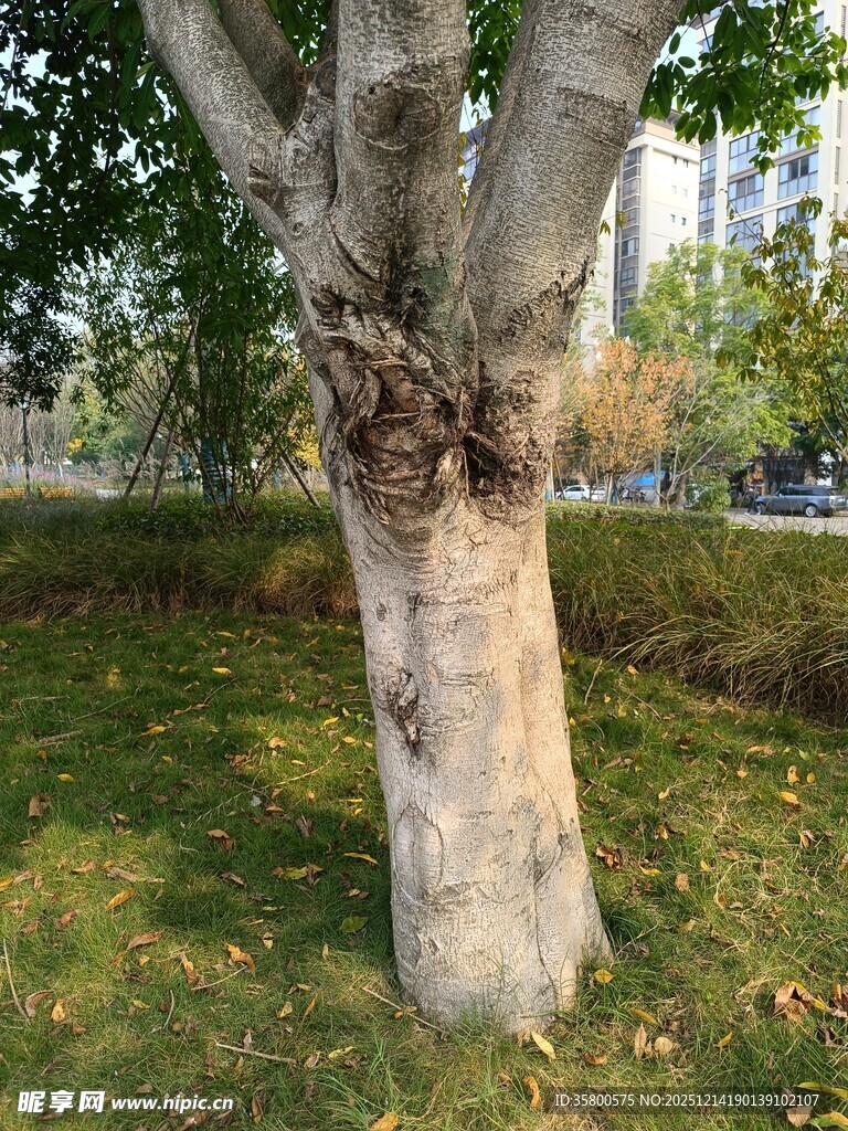 粗壮树干下的秋日草地