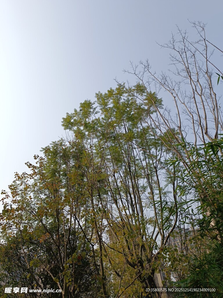 阳光下的葱郁树木