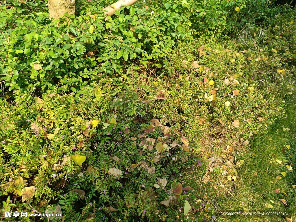 绿意盎然的草地景观