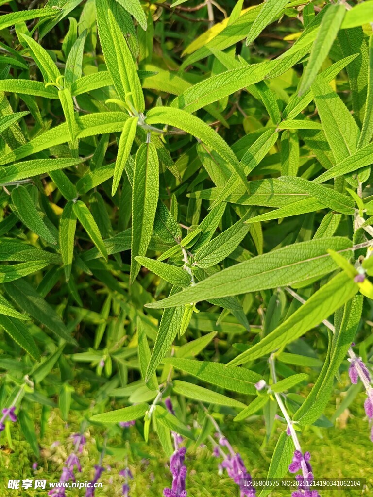 翠绿竹林间的紫色小花