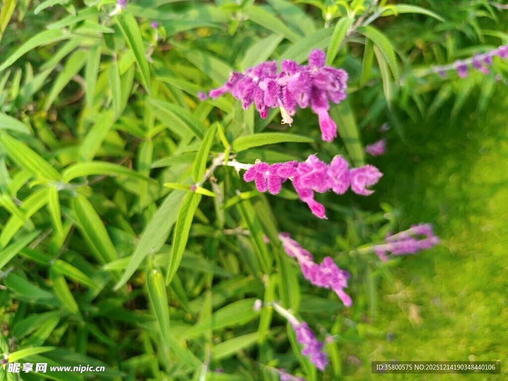 紫色花卉绽放于绿叶间