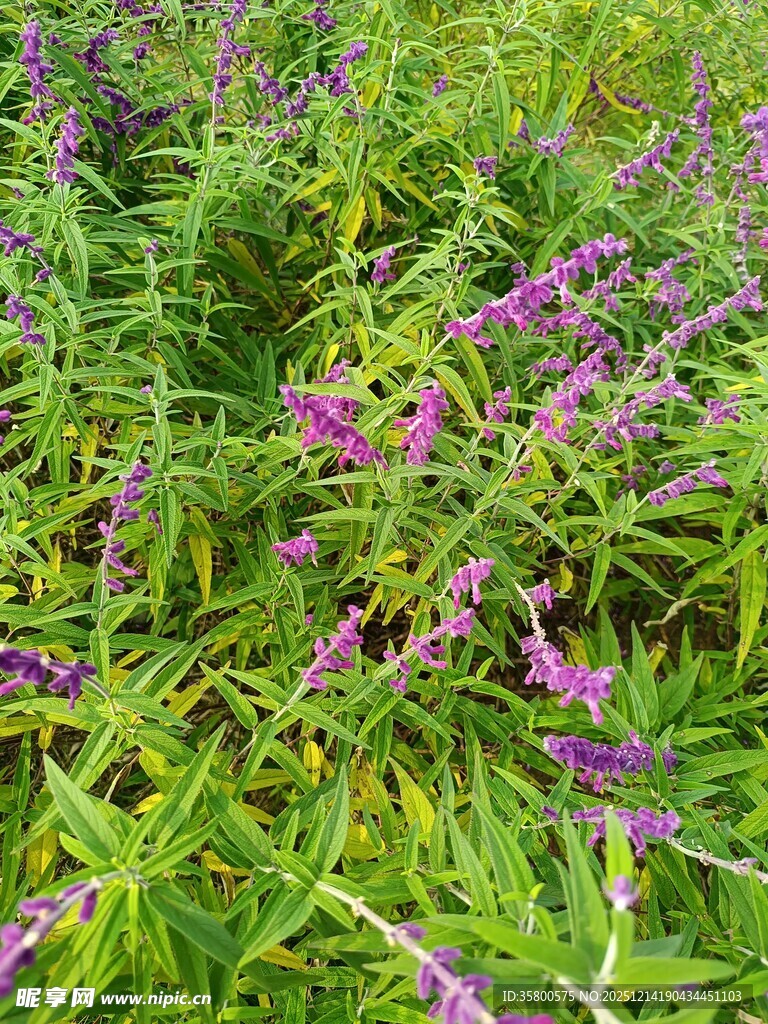 紫色野花盛开的绿色草地