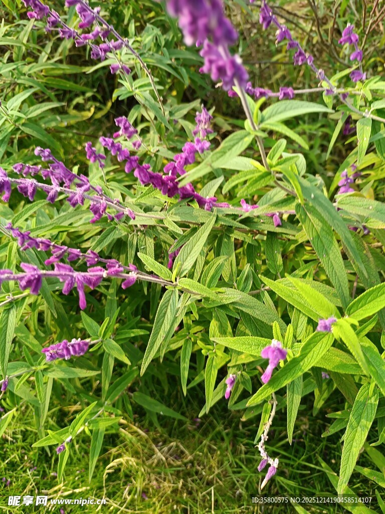 紫色花卉与绿叶的自然景致