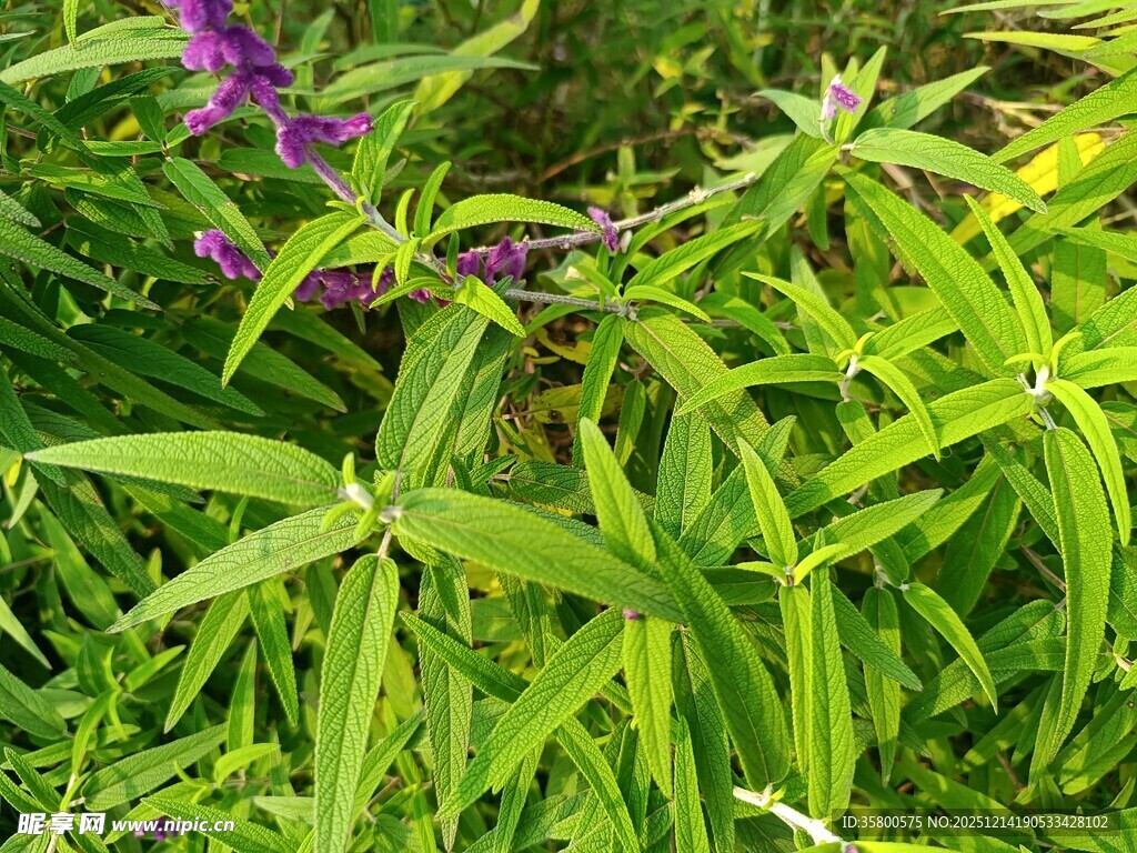绿叶间的紫色小花