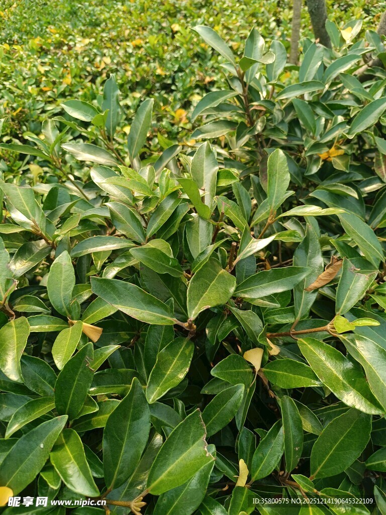 翠绿繁茂的植物叶片