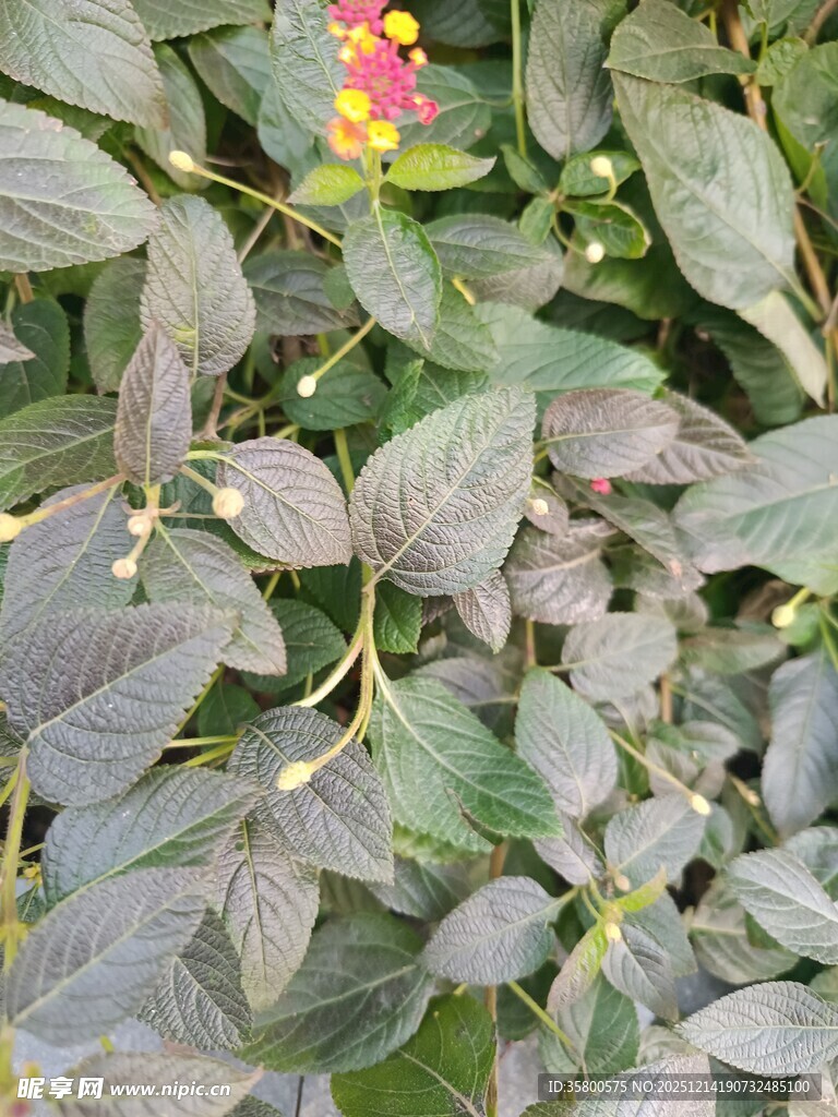 绿叶丛中点缀多彩小花