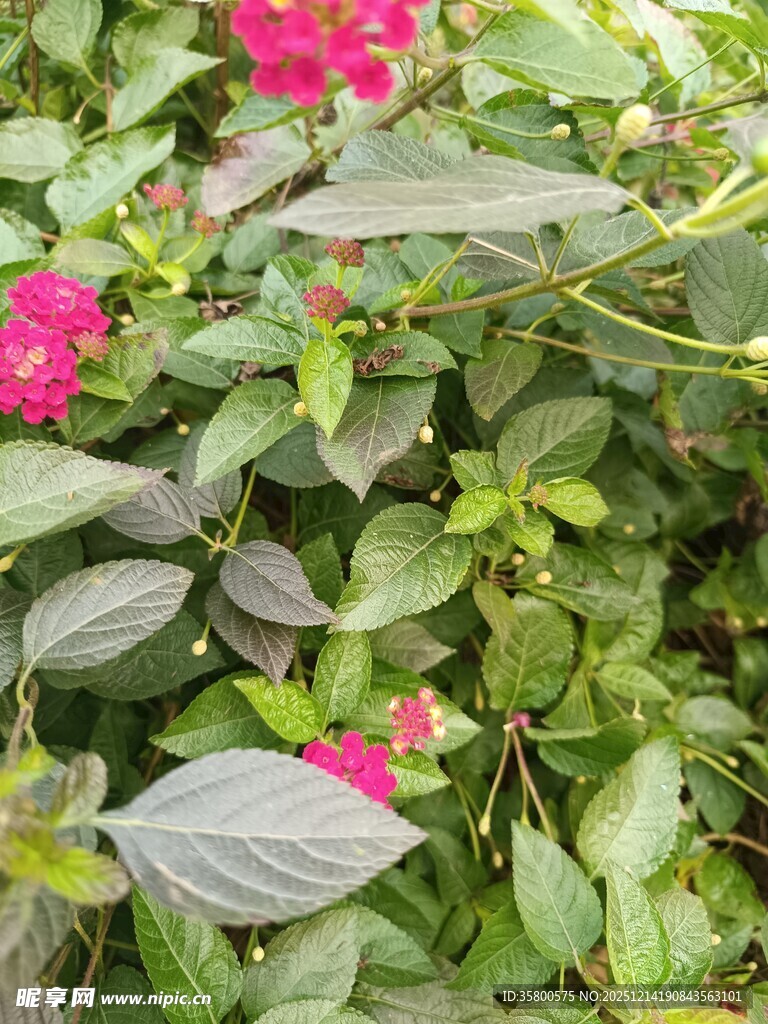 娇艳粉色花卉与绿叶相依