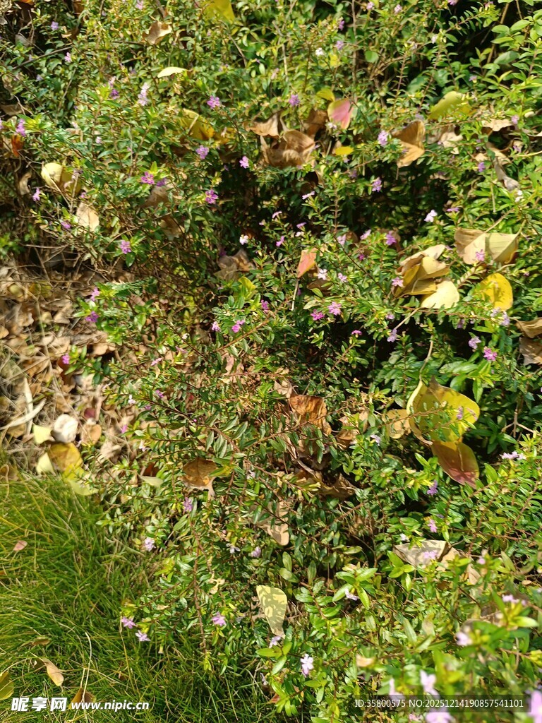 秋日繁茂绿植景观