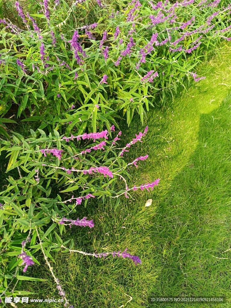 紫色花丛旁的翠绿草地