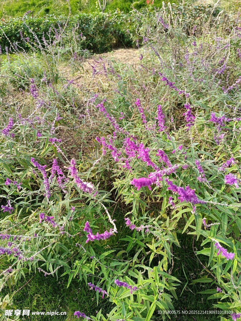 紫色花卉绽放于绿意间