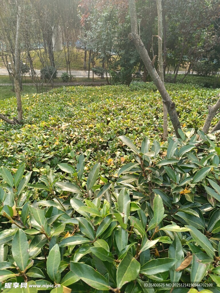 绿叶繁茂的植物景观