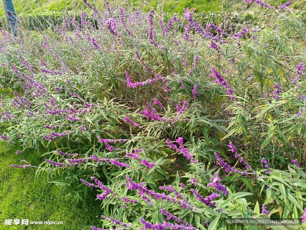 紫色花卉繁茂的绿植景观