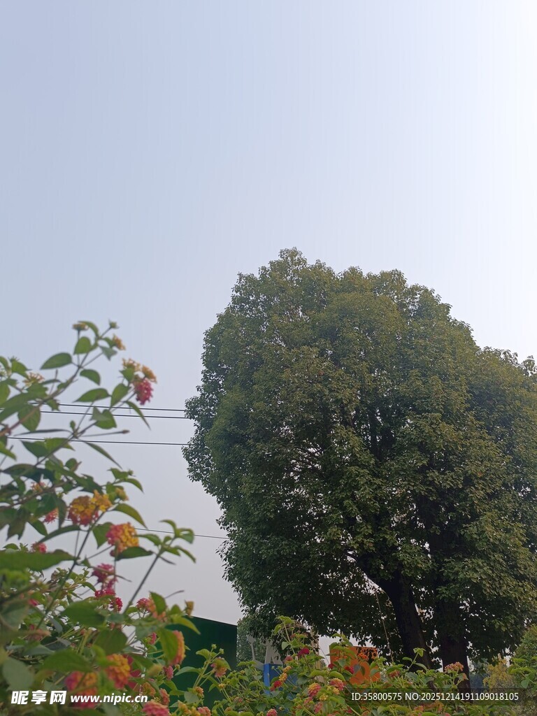 绿树繁花的自然景致