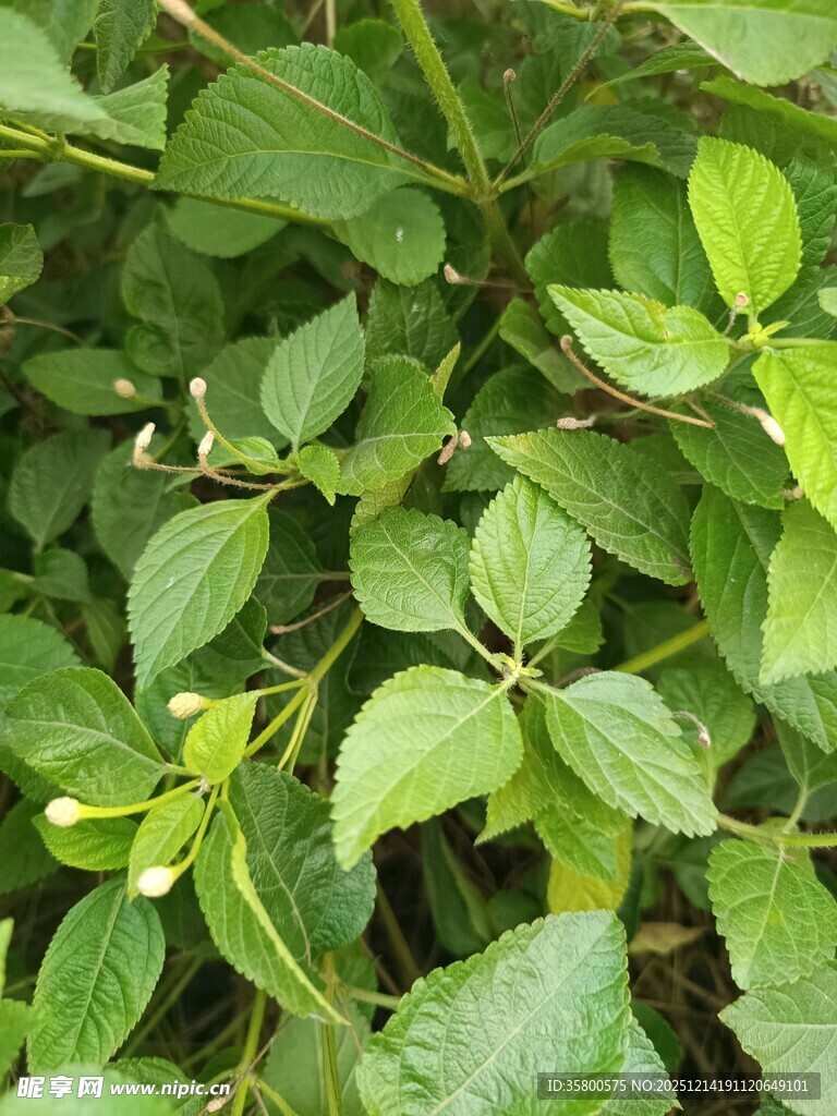 翠绿繁茂的植物叶片