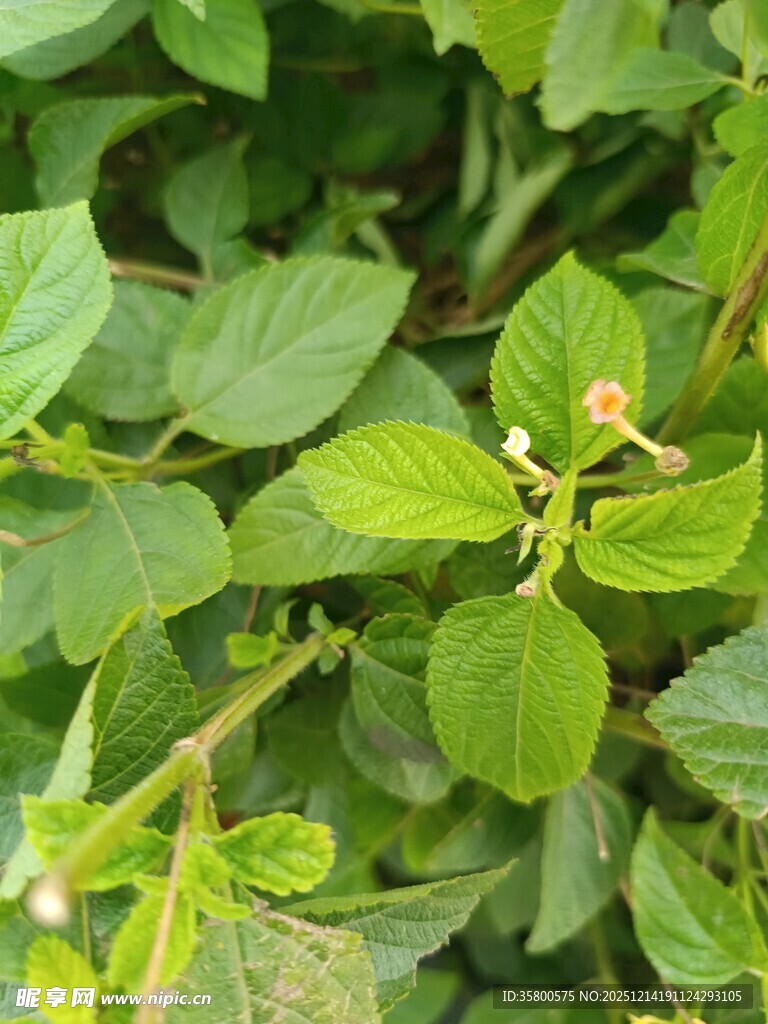绿叶间的娇嫩小花