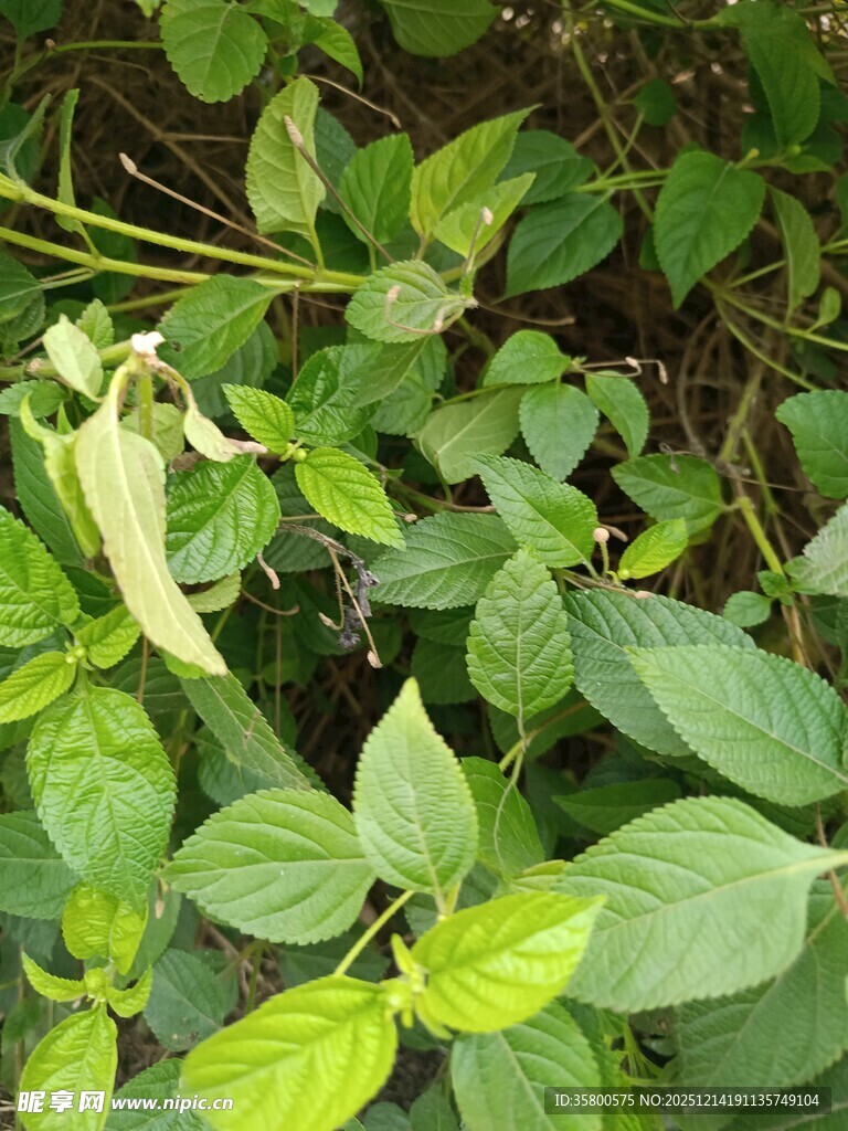 绿叶丛中的白色植物