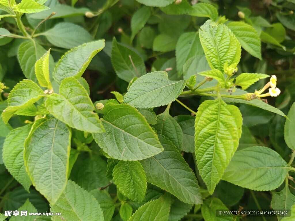 绿叶间的清新植物