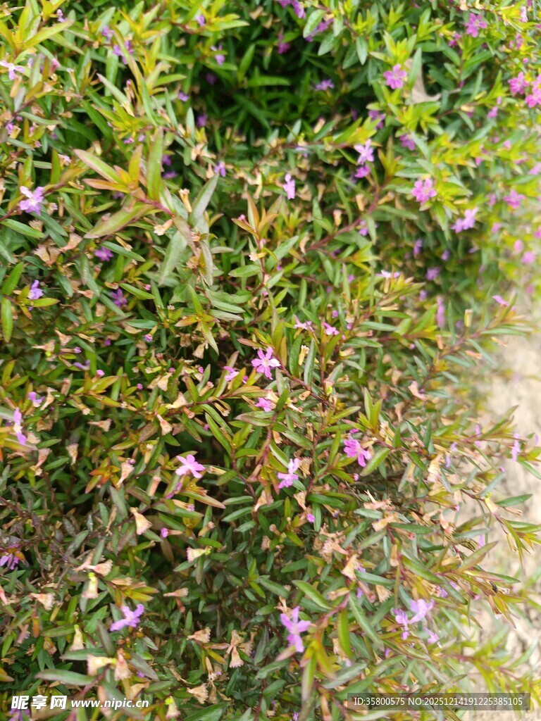 绿叶丛中的紫色小花