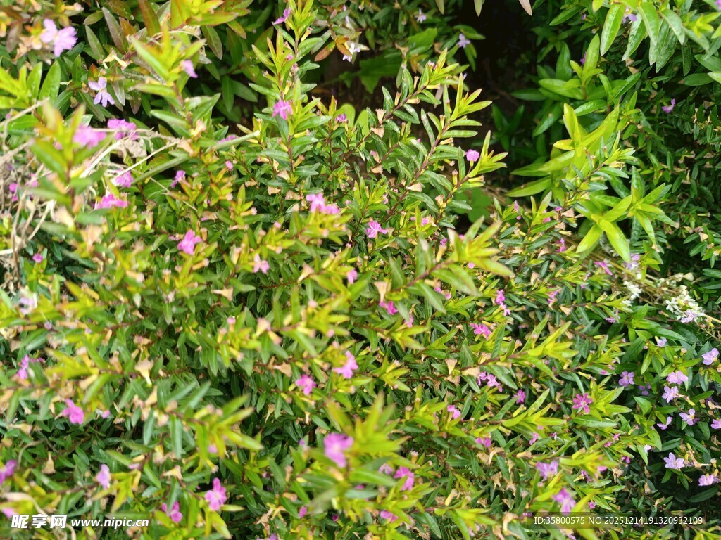 繁茂绿植中的粉色小花