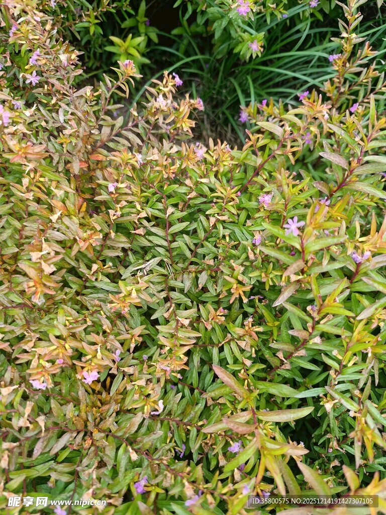 多彩叶片的植物景观