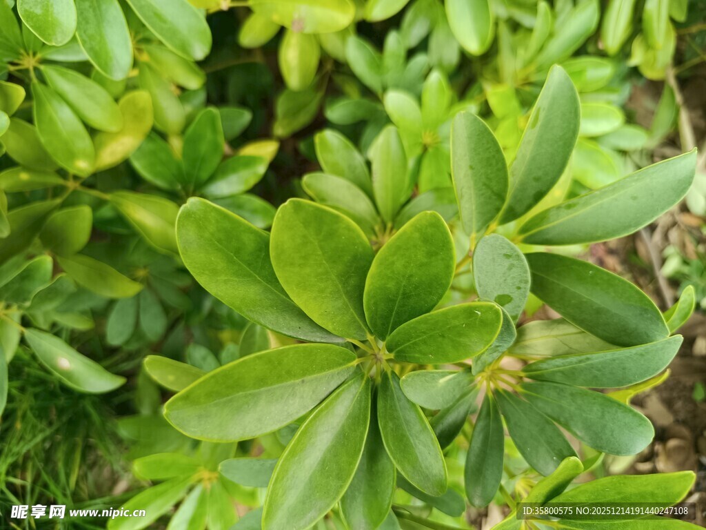 翠绿叶片的植物特写